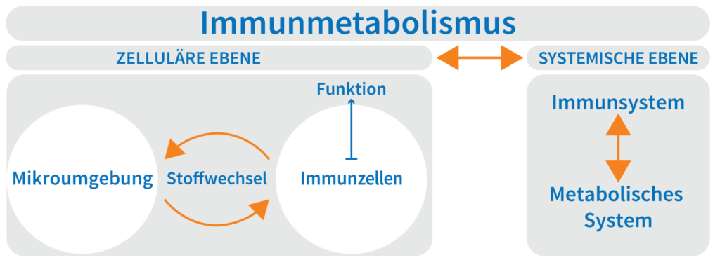 Schema_immunometabolisme_simple_DE_2