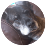 Hund Fall Spanien